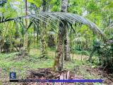 Valuable Land For Sale in Udugampola